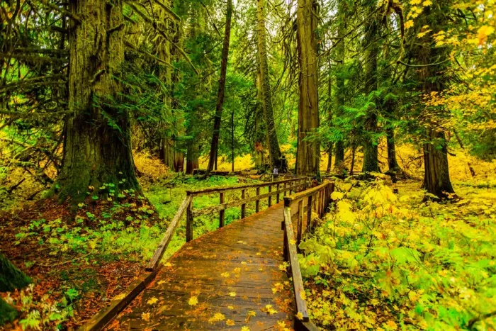 Framed Print : Quiet wooden path in Mount Rainier National Park, Washington State Framed Print : Quiet wooden path in Mount Rainier National Park, Washington State