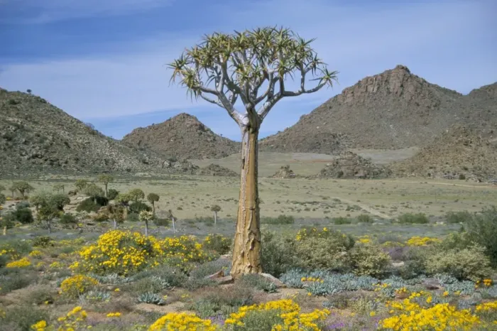 Framed Print : Quiver tree (Aloe dichotoma) Framed Print : Quiver tree (Aloe dichotoma)