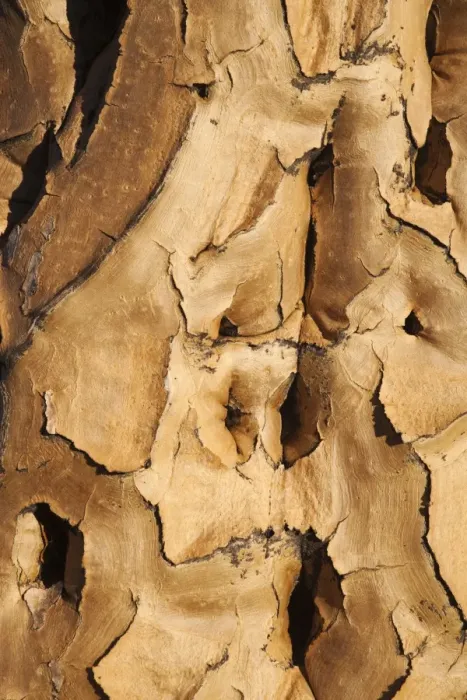 Framed Print : Quiver tree bark (Aloe dichotoma), Quiver tree forest, Keetmanshoop, Namibia, Africa Framed Print : Quiver tree bark (Aloe dichotoma), Quiver tree forest, Keetmanshoop, Namibia, Africa