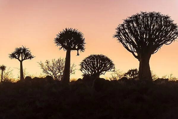 Quiver tree forest (Aloe dichotoma) at sunset, Gariganus farm, Keetmanshoop, Namibia