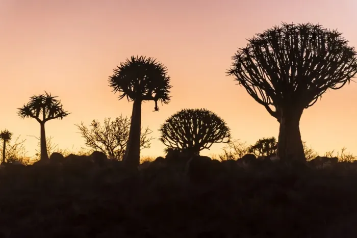 Framed Print : Quiver tree forest (Aloe dichotoma) at sunset, Gariganus farm, Keetmanshoop, Namibia Framed Print : Quiver tree forest (Aloe dichotoma) at sunset, Gariganus farm, Keetmanshoop, Namibia