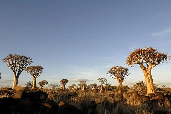 Quiver tree forest, Keetmanshoop, Namibia, Africa