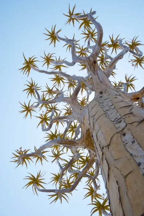Framed Print : A Quiver Tree gets its name from the San people who used the tubular branches to Framed Print : A Quiver Tree gets its name from the San people who used the tubular branches to