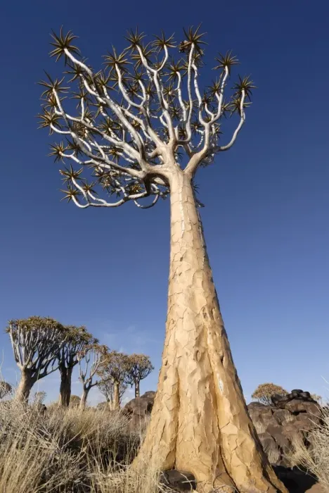 Framed Print : Quiver tree, Keetmanshoop, Namibia, Africa Framed Print : Quiver tree, Keetmanshoop, Namibia, Africa