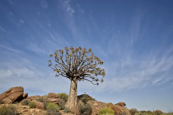 Framed Print : Quiver Tree (Kokerboom) (Aloe dichotoma), Namakwa, Namaqualand, South Africa, Africa Framed Print : Quiver Tree (Kokerboom) (Aloe dichotoma), Namakwa, Namaqualand, South Africa, Africa