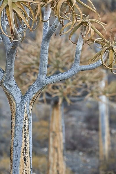 Quiver tree (Kokerboom) (Aloe dichotoma), Gannabos, Namakwa, Namaqualand, South Africa