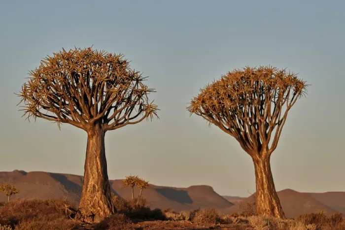 Framed Print : Quiver tree (Kokerboom) (Aloe dichotoma), Gannabos, Namakwa, Namaqualand, South Africa Framed Print : Quiver tree (Kokerboom) (Aloe dichotoma), Gannabos, Namakwa, Namaqualand, South Africa