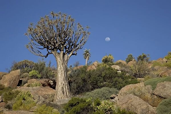 Quiver tree (kokerboom) (Aloe dichotoma) with near-full moon, Springbok