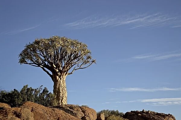 Quiver tree (kokerboom) (Aloe dichotoma), Springbok, South Africa, Africa