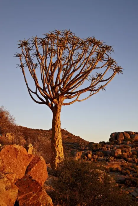 Framed Print : Quiver Tree (Kokerboom) (Aloe dichotoma), Namakwa, Namaqualand, South Africa, Africa Framed Print : Quiver Tree (Kokerboom) (Aloe dichotoma), Namakwa, Namaqualand, South Africa, Africa