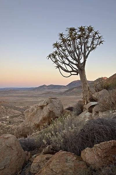 Quiver tree (Kokerboom) (Aloe dichotoma) at dawn, Namakwa, Namaqualand