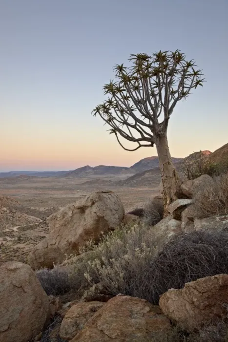 Framed Print : Quiver tree (Kokerboom) (Aloe dichotoma) at dawn, Namakwa, Namaqualand