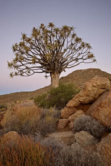 Framed Print : Quiver tree (Kokerboom) (Aloe dichotoma) at dusk, Namakwa, Namaqualand Framed Print : Quiver tree (Kokerboom) (Aloe dichotoma) at dusk, Namakwa, Namaqualand