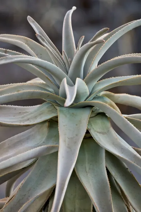 Framed Print : Quiver tree (Kokerboom) (Aloe dichotoma) leaves, Gannabos, Namakwa, Namaqualand, South Africa
