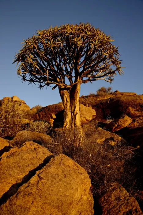 Framed Print : Quiver Tree (Kokerboom) (Aloe dichotoma) at sunset, Namakwa, South Africa, Africa