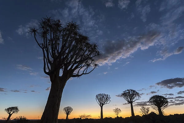 Quiver tree at sunset (kokerboom) (Aloidendron dichotomu) (formerly Aloe dichotoma)