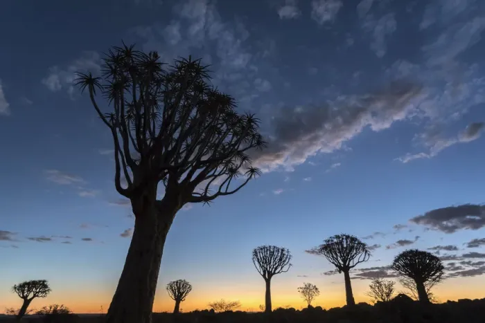 Framed Print : Quiver tree at sunset (kokerboom) (Aloidendron dichotomu) (formerly Aloe dichotoma) Framed Print : Quiver tree at sunset (kokerboom) (Aloidendron dichotomu) (formerly Aloe dichotoma)