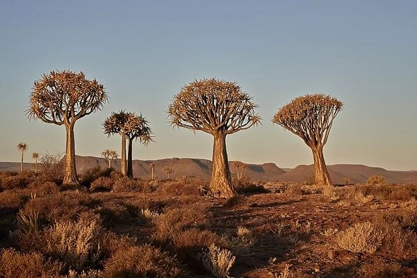 Quiver trees (Kokerboom) (Aloe dichotoma), Gannabos, Namakwa, Namaqualand, South Africa