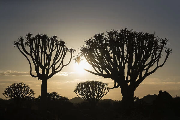 Quiver trees at sunrise (kokerboom) (Aloidendron dichotomum) (formerly Aloe dichotoma)