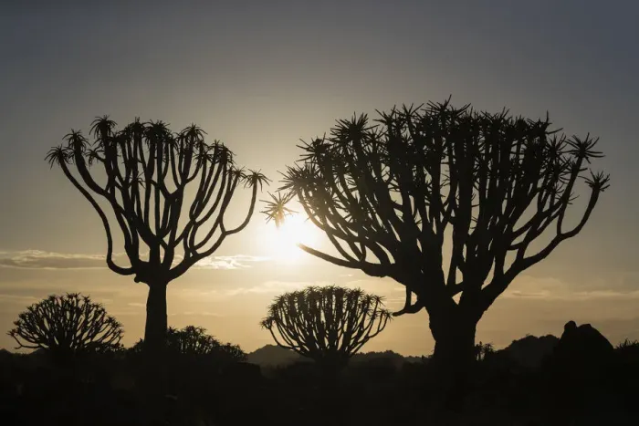 Framed Print : Quiver trees at sunrise (kokerboom) (Aloidendron dichotomum) (formerly Aloe dichotoma) Framed Print : Quiver trees at sunrise (kokerboom) (Aloidendron dichotomum) (formerly Aloe dichotoma)