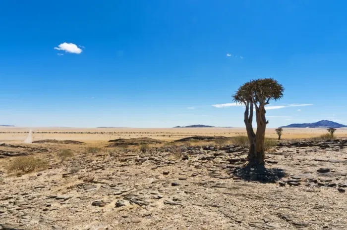 Framed Print : The Quivertree (Kokerboom tree) (Aloe dichotoma), Namib desert, Namibia, Africa Framed Print : The Quivertree (Kokerboom tree) (Aloe dichotoma), Namib desert, Namibia, Africa