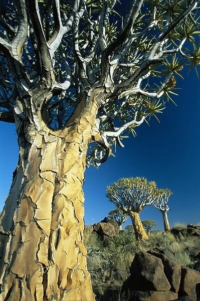 Quivertrees (Kokerbooms) in the Quivertree Forest (Kokerboowoud)