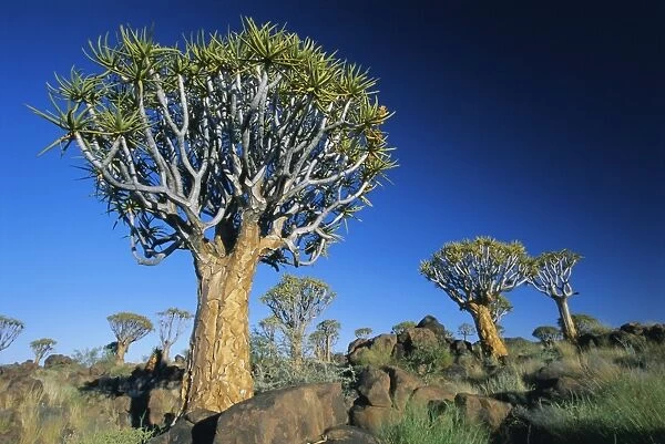 Quivertrees (kokerbooms) in the Quivertree Forest (Kokerboomwoud)