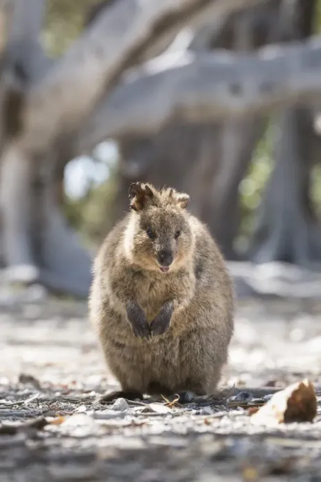 Framed Print : Quokka (Setonix brachyurus), Rottnest Island, Australia, Pacific Framed Print : Quokka (Setonix brachyurus), Rottnest Island, Australia, Pacific
