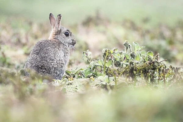 Rabbit on Skomer Island, Pembrokeshire Coast National Park, Wales, United Kingdom, Europe