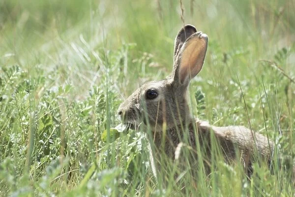 Rabbit, Tierra del Fuego, Argentina, South America