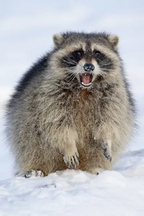 Framed Print : Raccoon (Procyon lotor) in the snow, in captivity, near Bozeman, Montana Framed Print : Raccoon (Procyon lotor) in the snow, in captivity, near Bozeman, Montana