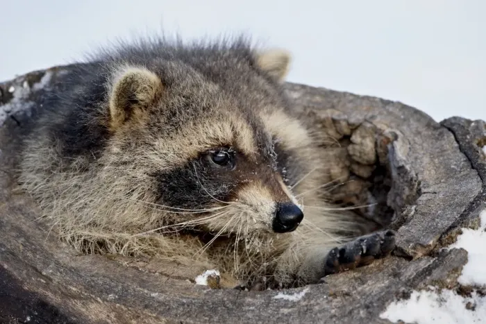 Framed Print : Raccoon (Procyon lotor) in the snow, in captivity, near Bozeman, Montana Framed Print : Raccoon (Procyon lotor) in the snow, in captivity, near Bozeman, Montana