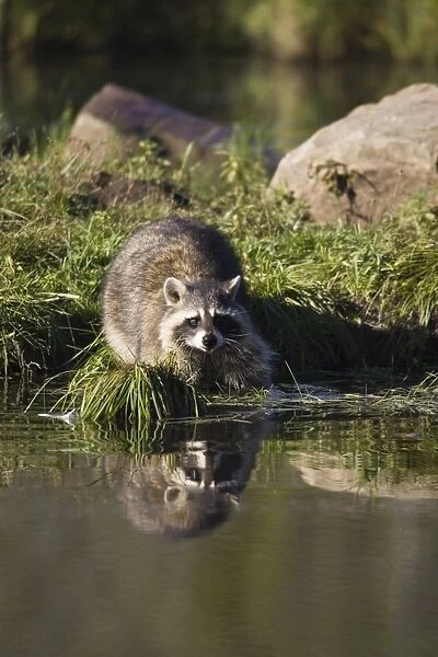 Raccoon (racoon) (Procyon lotor) at waters edge with reflection
