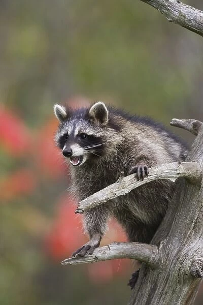 Raccoon (racoon) (Procyon lotor) in a tree with an open mouth