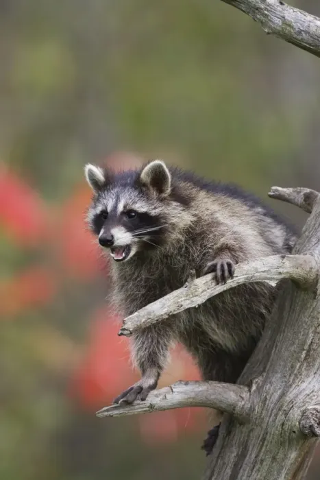 Framed Print : Raccoon (racoon) (Procyon lotor) in a tree with an open mouth Framed Print : Raccoon (racoon) (Procyon lotor) in a tree with an open mouth