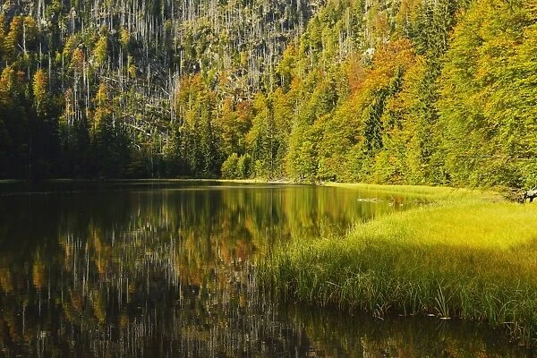 Rachelsee (Rachel Lake), Grosser Rachel, Bavarian Forest National Park, Bavarian Forest, Bavaria, Germany, Europe