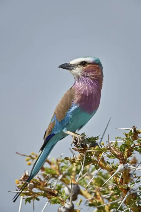 Framed Print : Racket-tailed roller (Coracias spatulata), Selous Game Reserve, Tanzania, East Africa