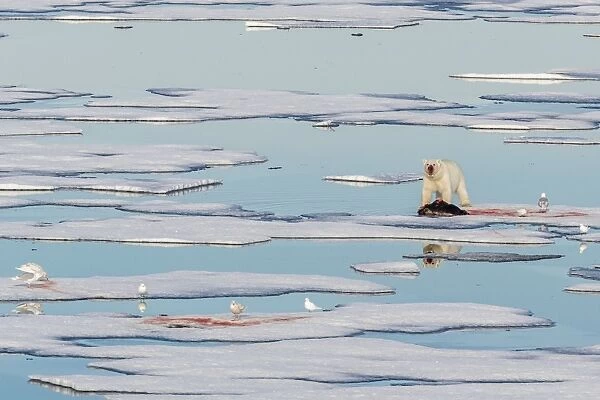 Radio collared female polar bear (Ursus maritimus) with fresh seal kill on ice in Hinlopen Strait, Svalbard, Norway, Scandinavia, Europe