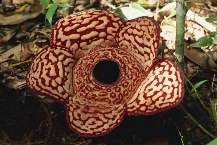 Framed Print : The Rafflesia Framed Print : The Rafflesia