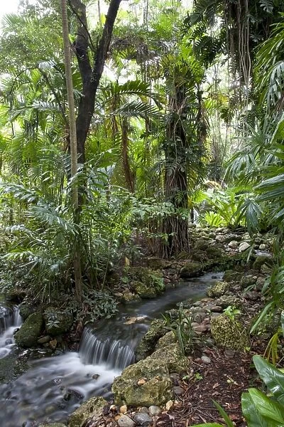 Rain forest, Fairchild Tropical Gardens, Miami, Florida, United States of America