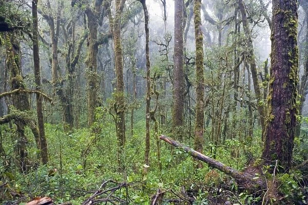 Rain forest of Parque Nacional Montana de Celaque, Gracias, Honduras, Central America