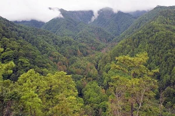 Rain forest of Parque Nacional Montana de Celaque, Gracias, Honduras, Central America