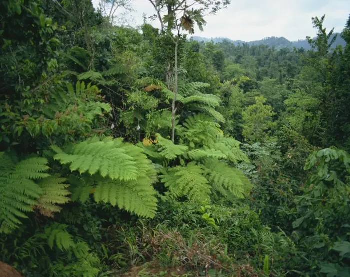 Framed Print : Rain forest, St