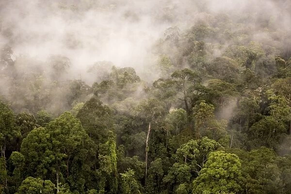 Rain mist rising from the forest canopy in Danum Valley, Sabah, Malaysian Borneo, Malaysia, Southeast Asia, Asia