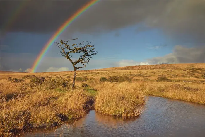 Framed Print : A rainbow arches across the marshy open moors of Dartmoor in autumn, Gidleigh Common, near Chagford, Dartmoor National Park, Devon, England, United Kingdom, Europe Framed Print : A rainbow arches across the marshy open moors of Dartmoor in autumn, Gidleigh Common, near Chagford, Dartmoor National Park, Devon, England, United Kingdom, Europe