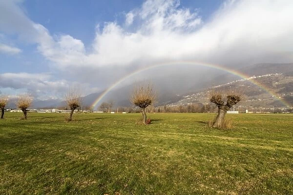 Rainbow on bare trees, Cosio Valtellino, Sondrio province, Valtellina, Lombardy, Italy