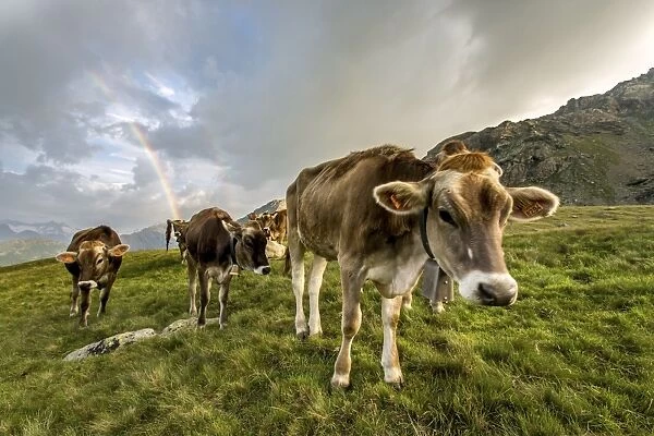 Rainbow frames a herd of cows grazing in the green pastures of Campagneda Alp, Valmalenco