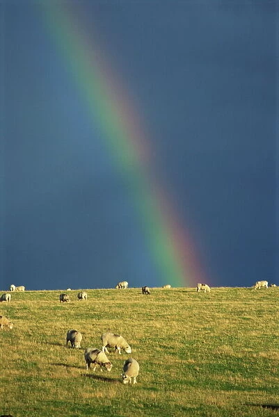 A rainbow over sheep grazing on Exmoor, Somerset, England, United Kingdom, Europe