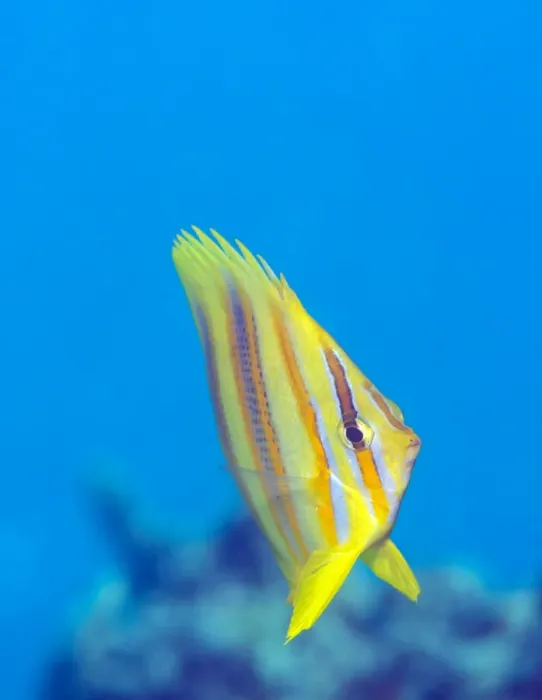Framed Print : Rainfords Butterflyfish (Chaetodon rainfordi), Cairns, Queensland, Australia, Pacific Framed Print : Rainfords Butterflyfish (Chaetodon rainfordi), Cairns, Queensland, Australia, Pacific