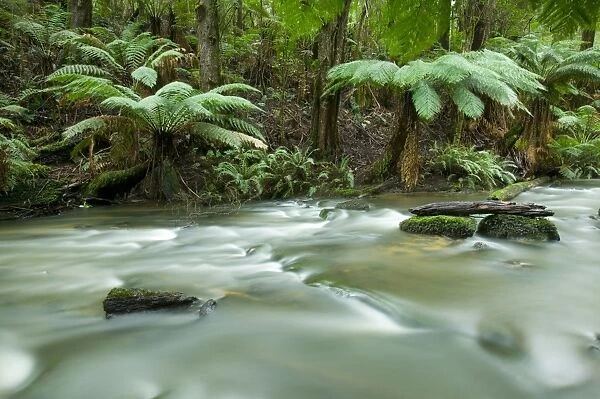 Rainforest, Beauchamp Falls, Great Ocean Road, Otway N. P, Victoria, Australia